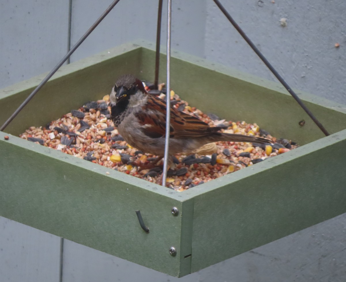 House Sparrow - ML620093603