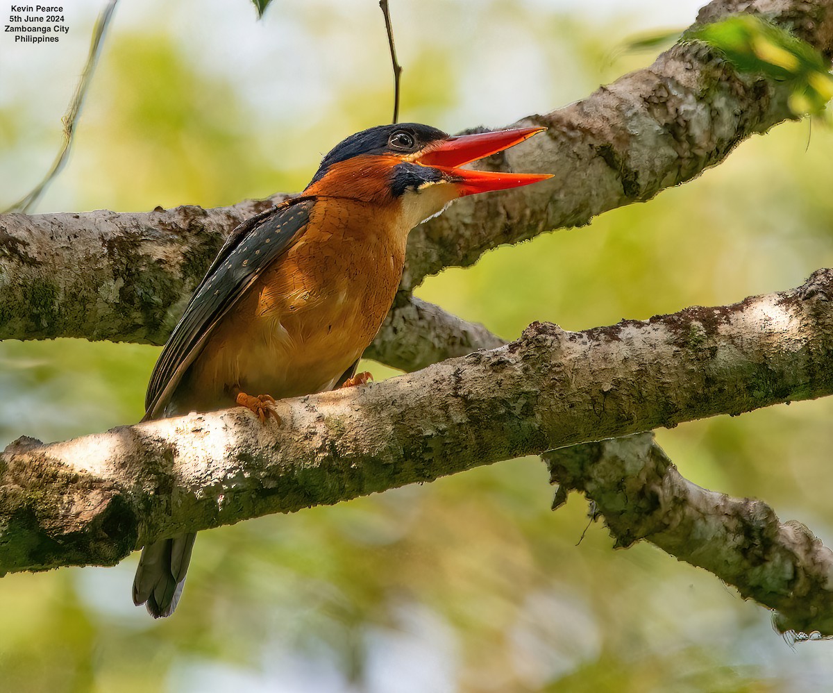 Blue-capped Kingfisher - ML620093604