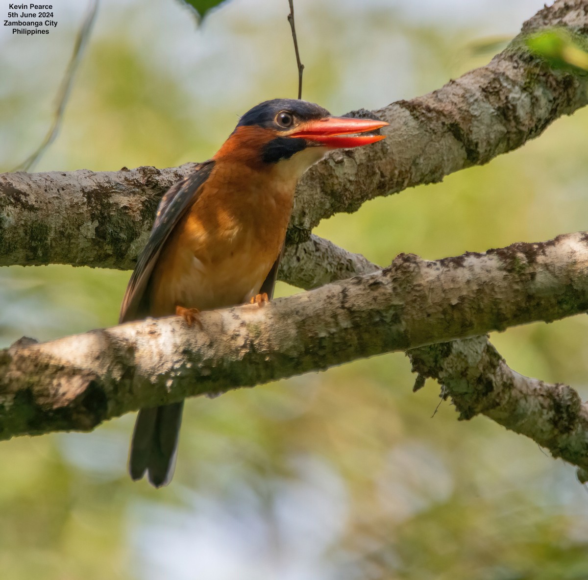 Blue-capped Kingfisher - ML620093605