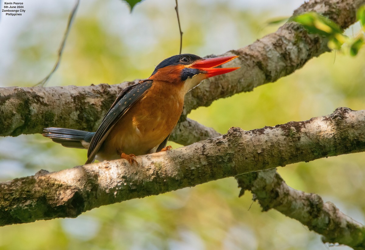 Blue-capped Kingfisher - ML620093606