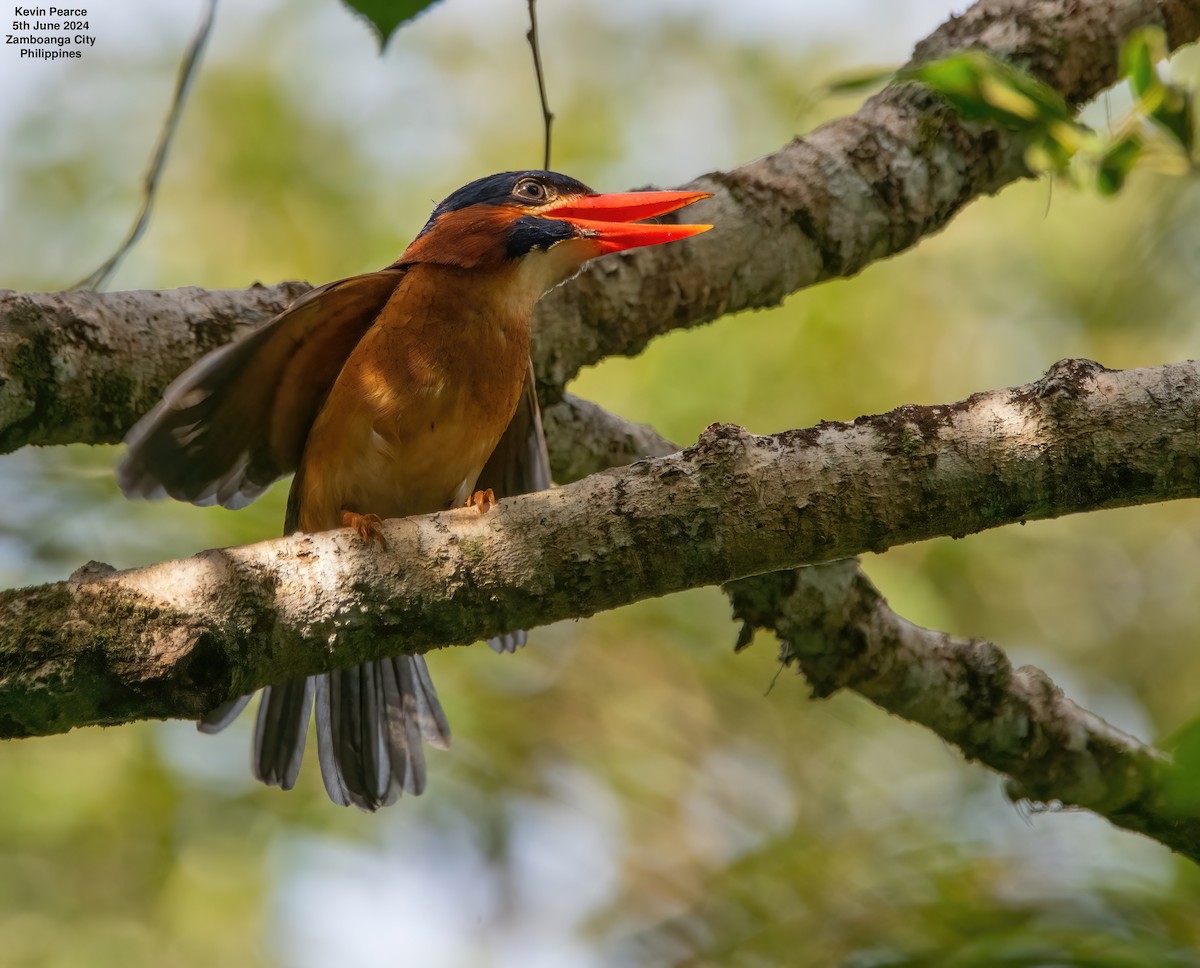 Blue-capped Kingfisher - ML620093607