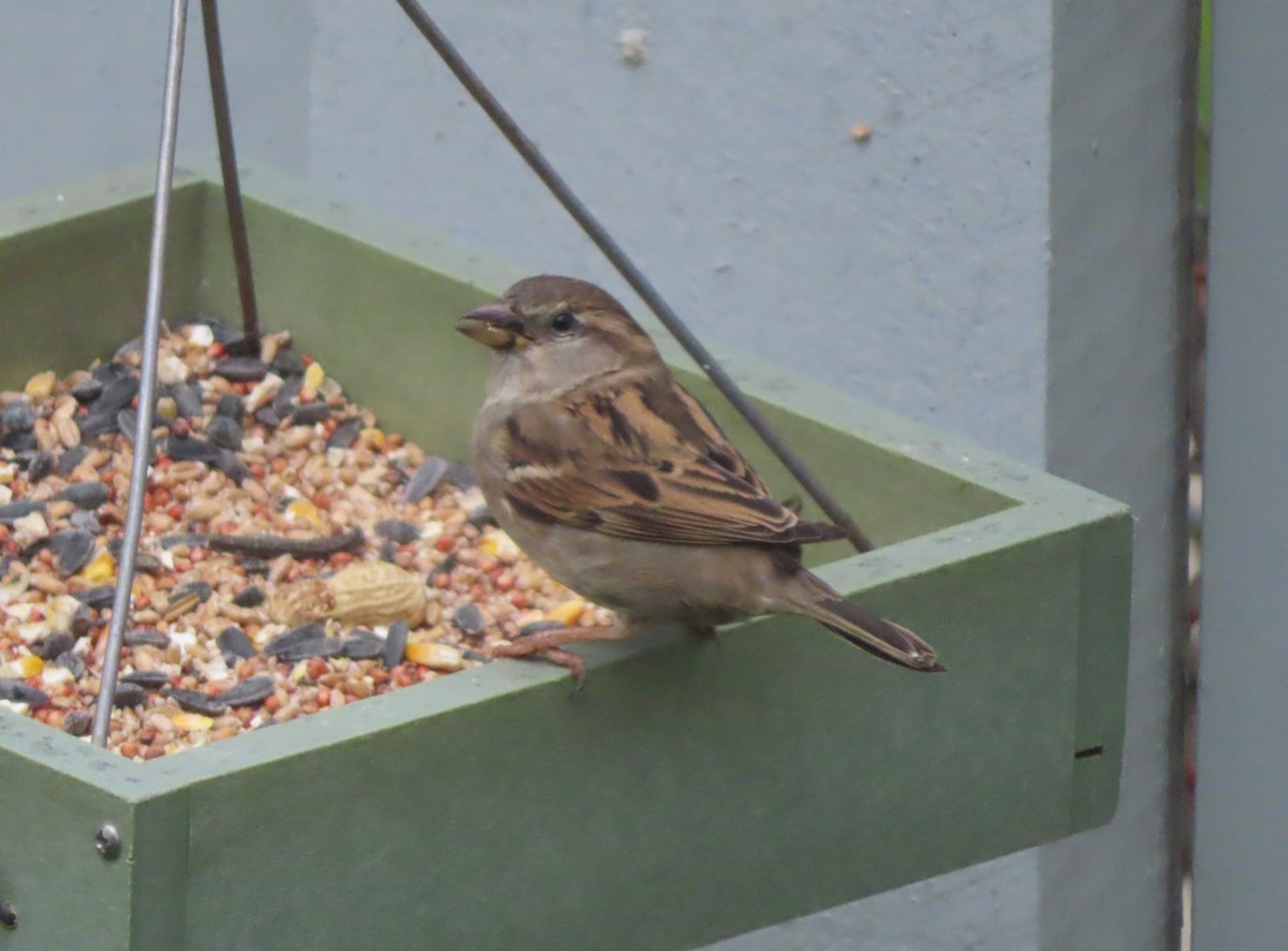House Sparrow - ML620093611