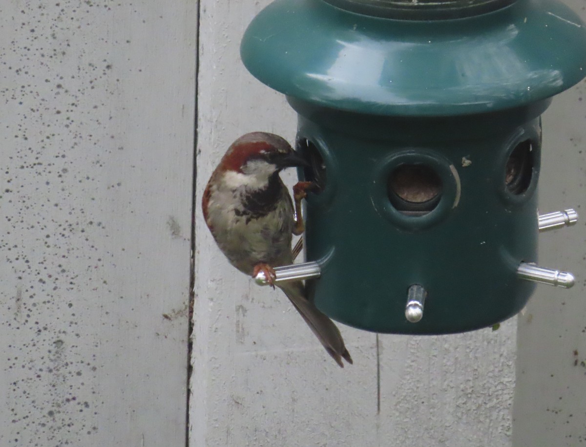 House Sparrow - ML620093613