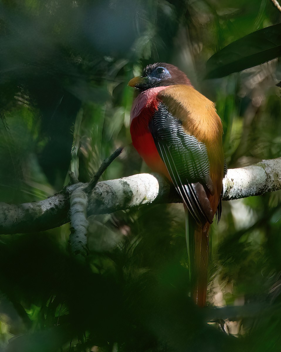 Philippine Trogon - ML620093618