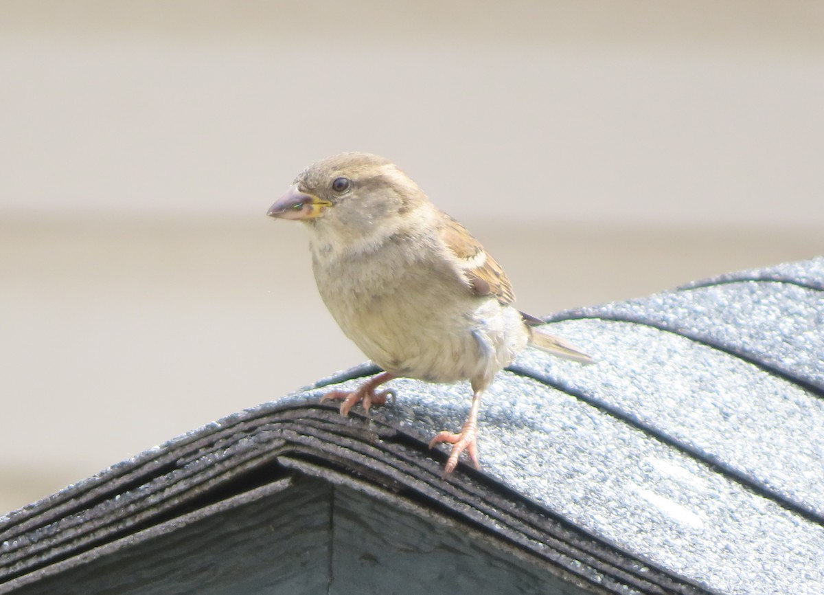 House Sparrow - ML620093621
