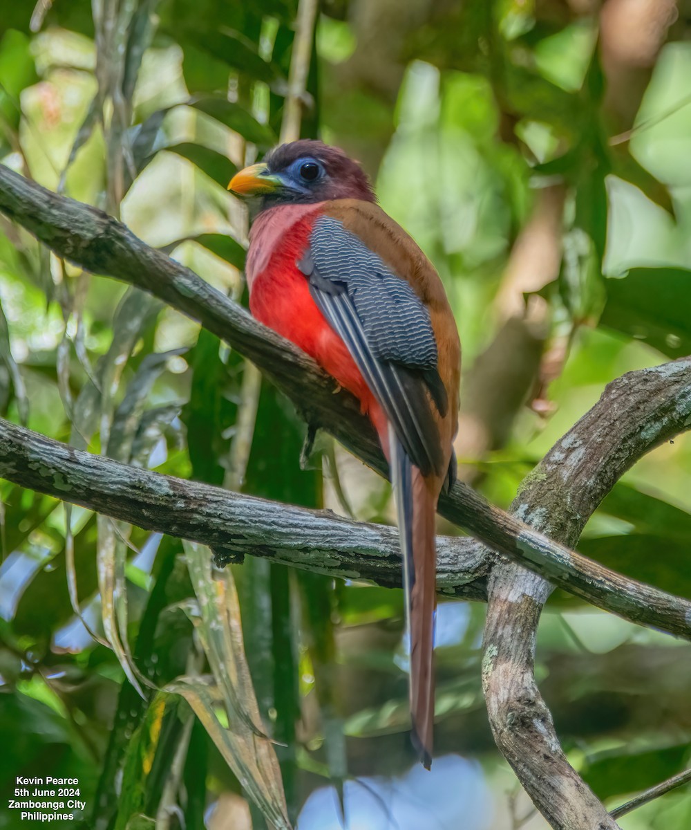 Philippine Trogon - ML620093622