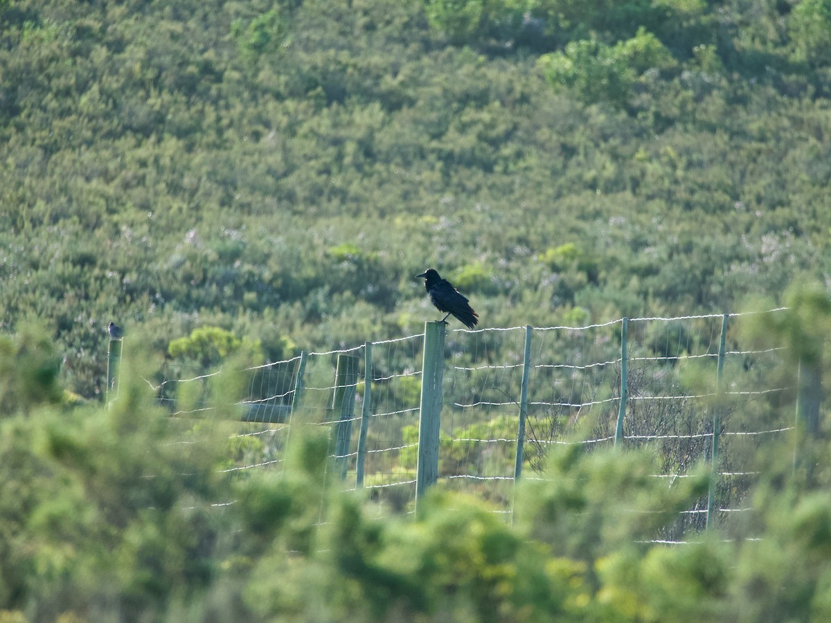 Cape Crow - ML620093645