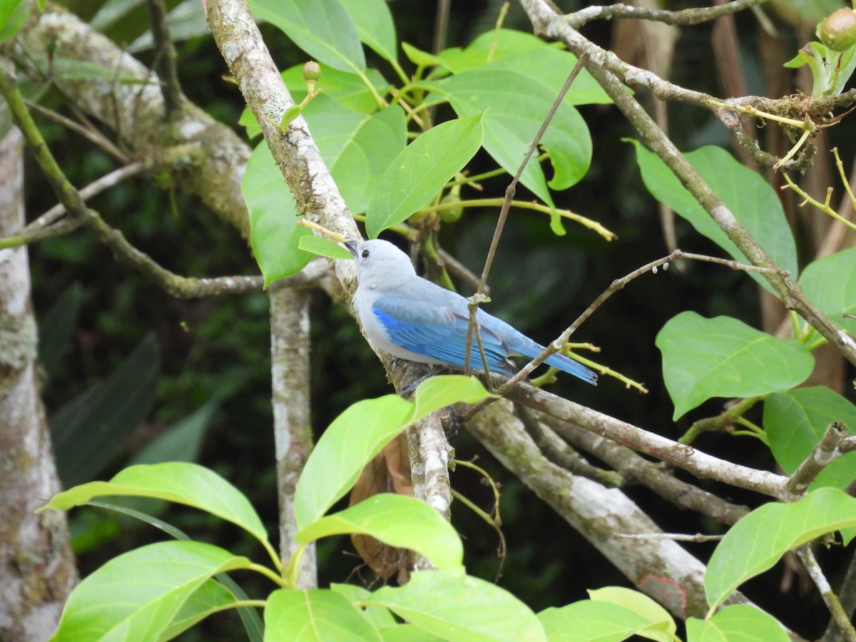 Blue-gray Tanager - ML620093661