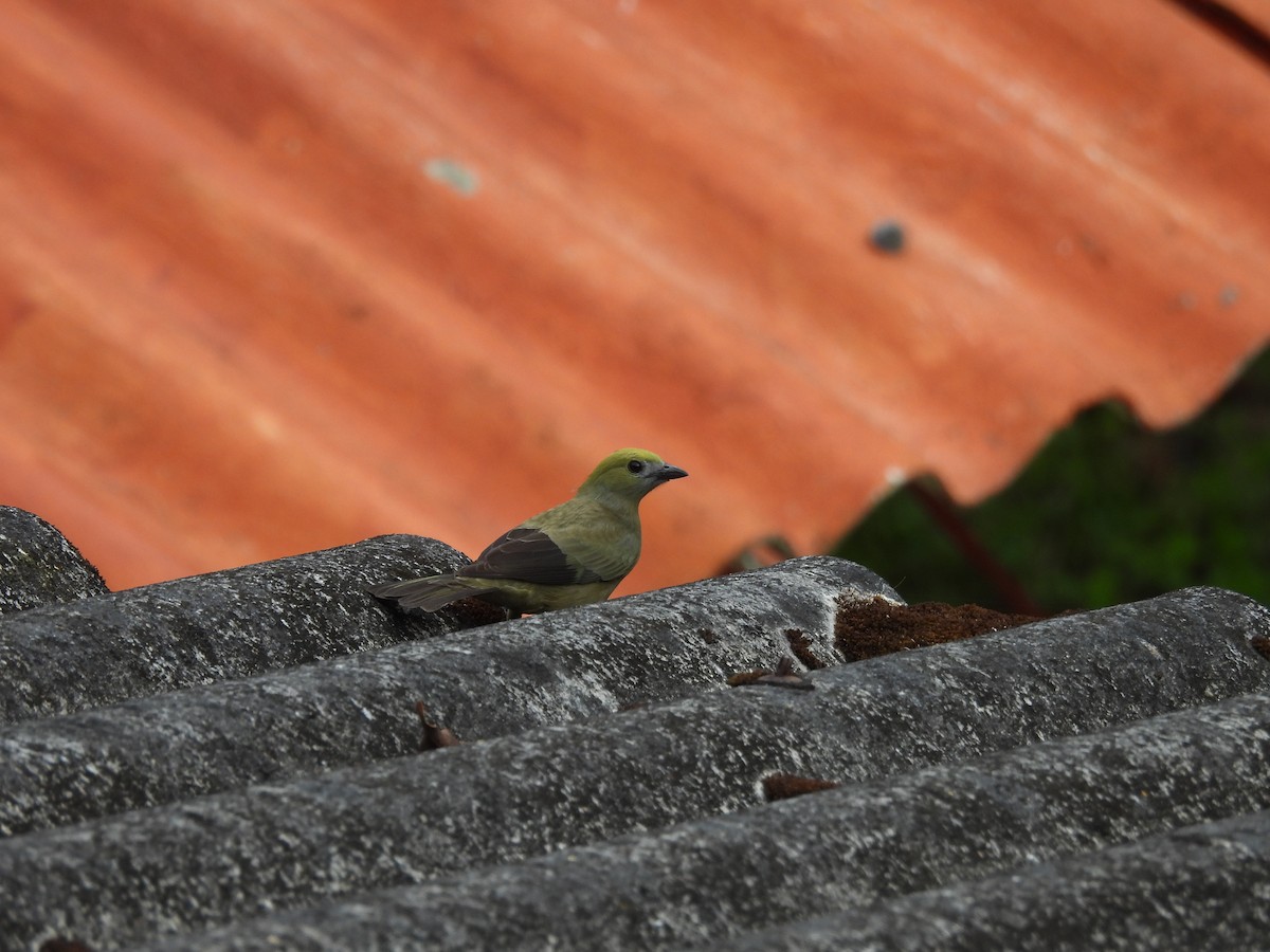 Palm Tanager - ML620093664