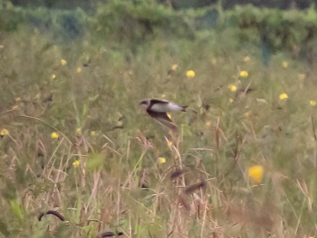 Bank Swallow - ML620093668