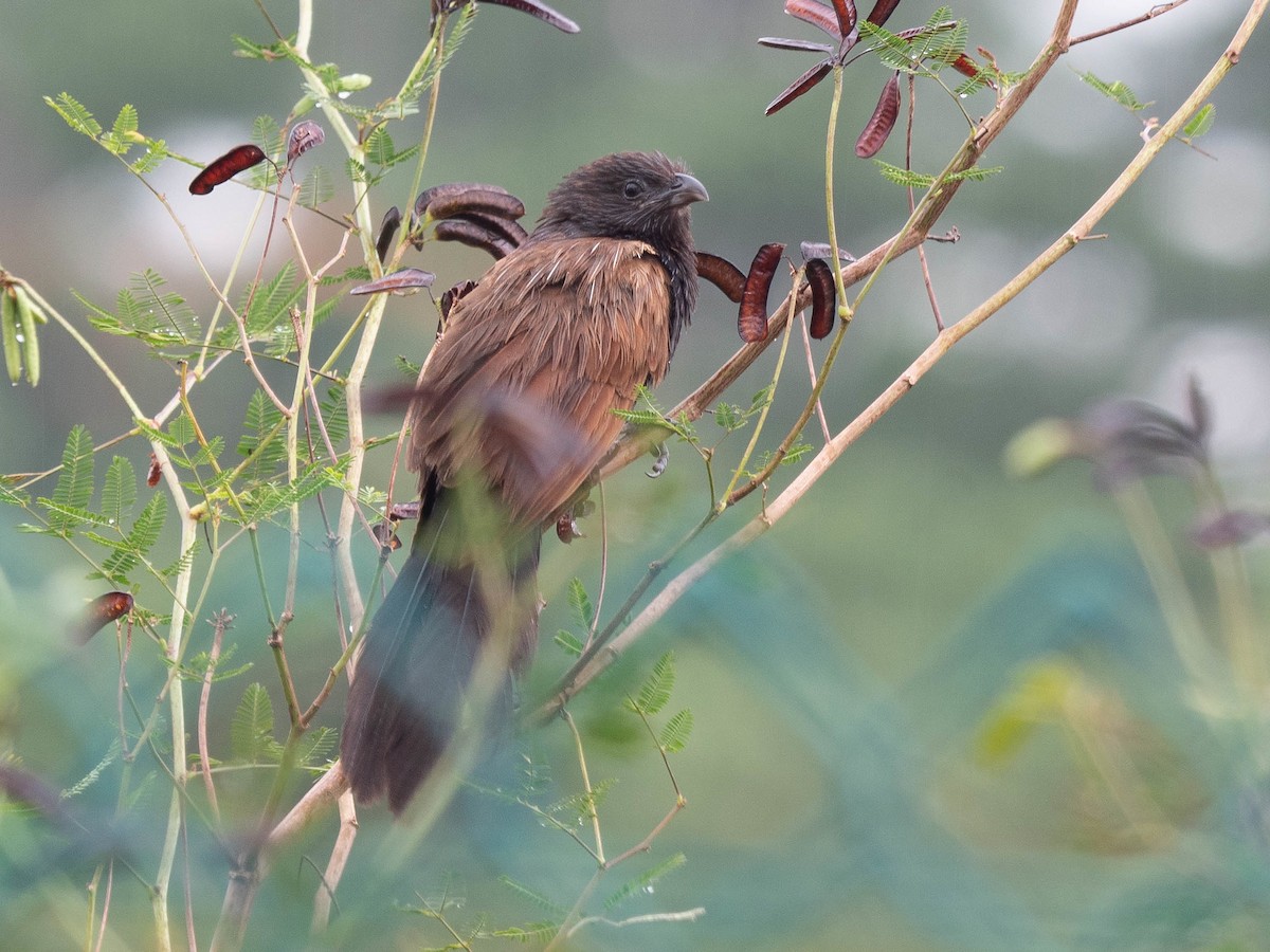 Lesser Coucal - ML620093690