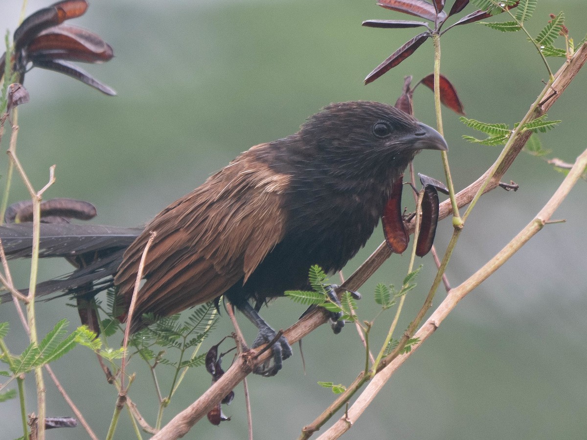 Coucal rufin - ML620093692