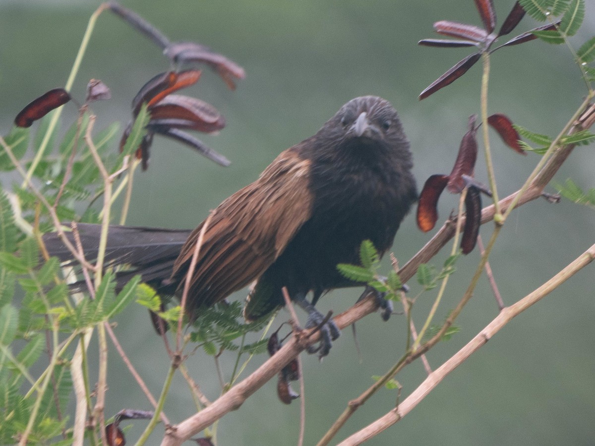 Lesser Coucal - ML620093693