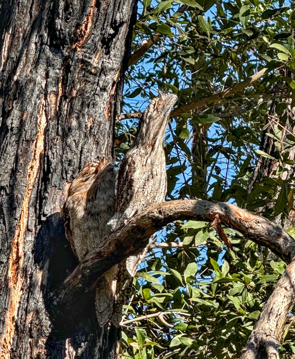 Tawny Frogmouth - ML620093694