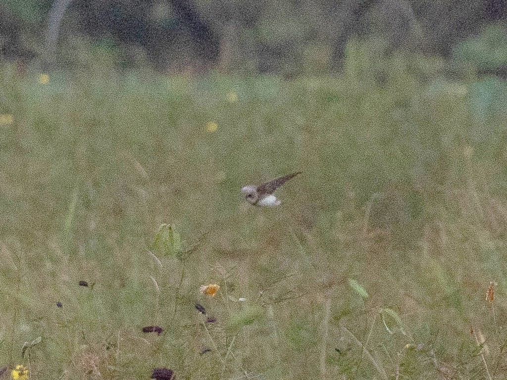 Bank Swallow - ML620093699