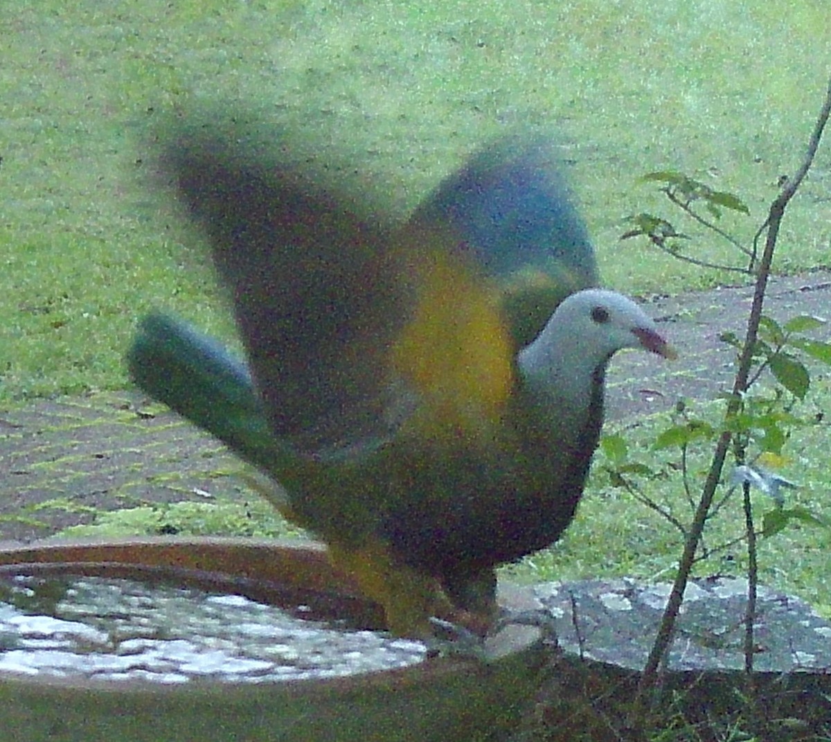 holub čarokrásný - ML620093708