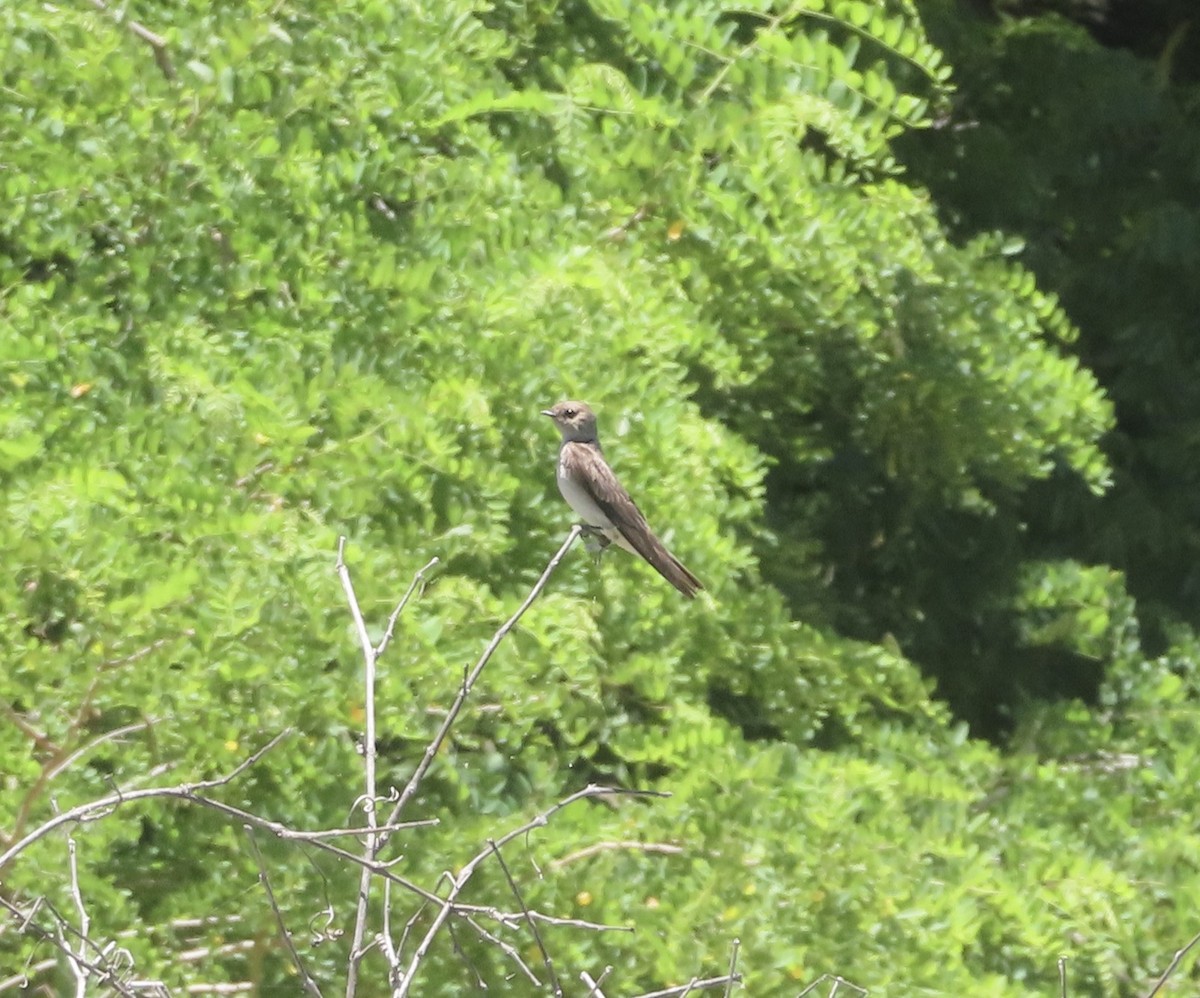 Northern Rough-winged Swallow - ML620093711