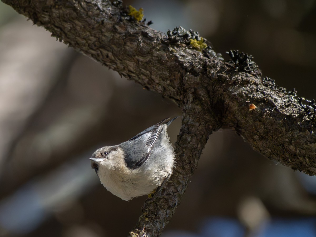 Pygmy Nuthatch - ML620093723