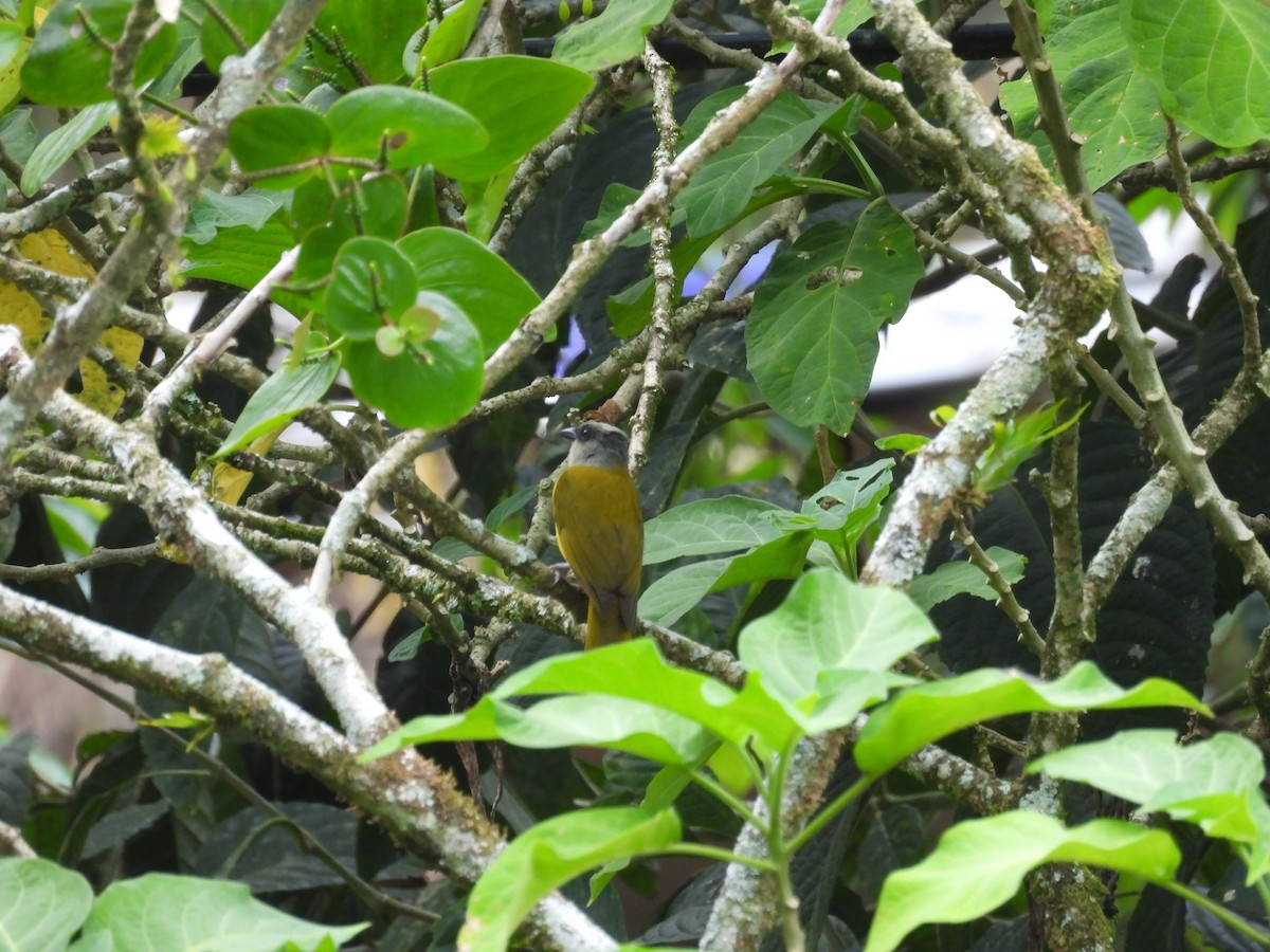 Gray-headed Tanager - Darren Singer