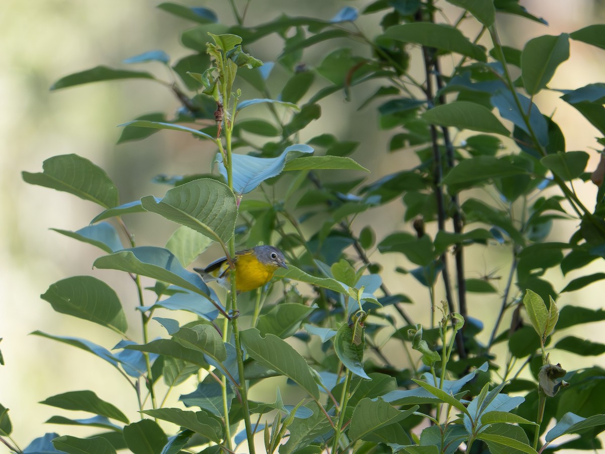 Nashville Warbler - varun tipnis