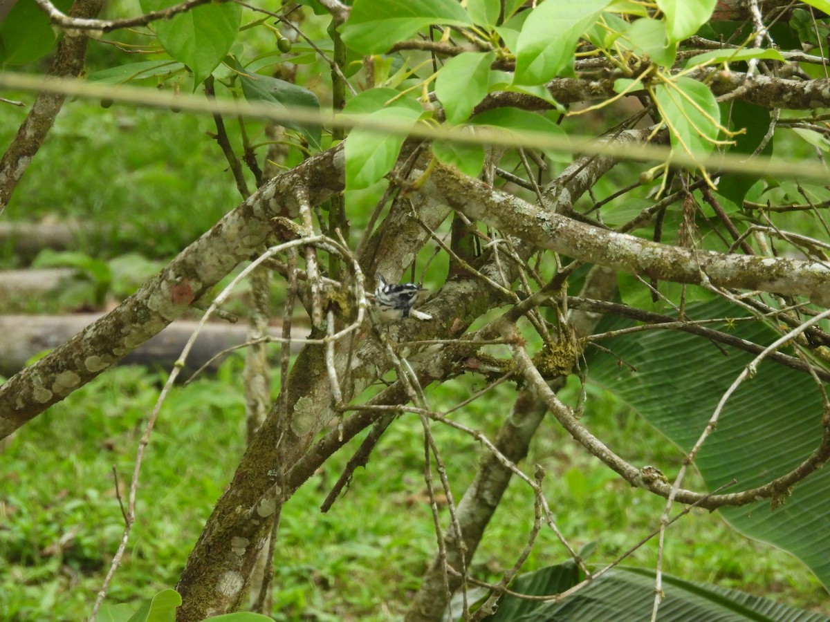 Black-and-white Warbler - ML620093740
