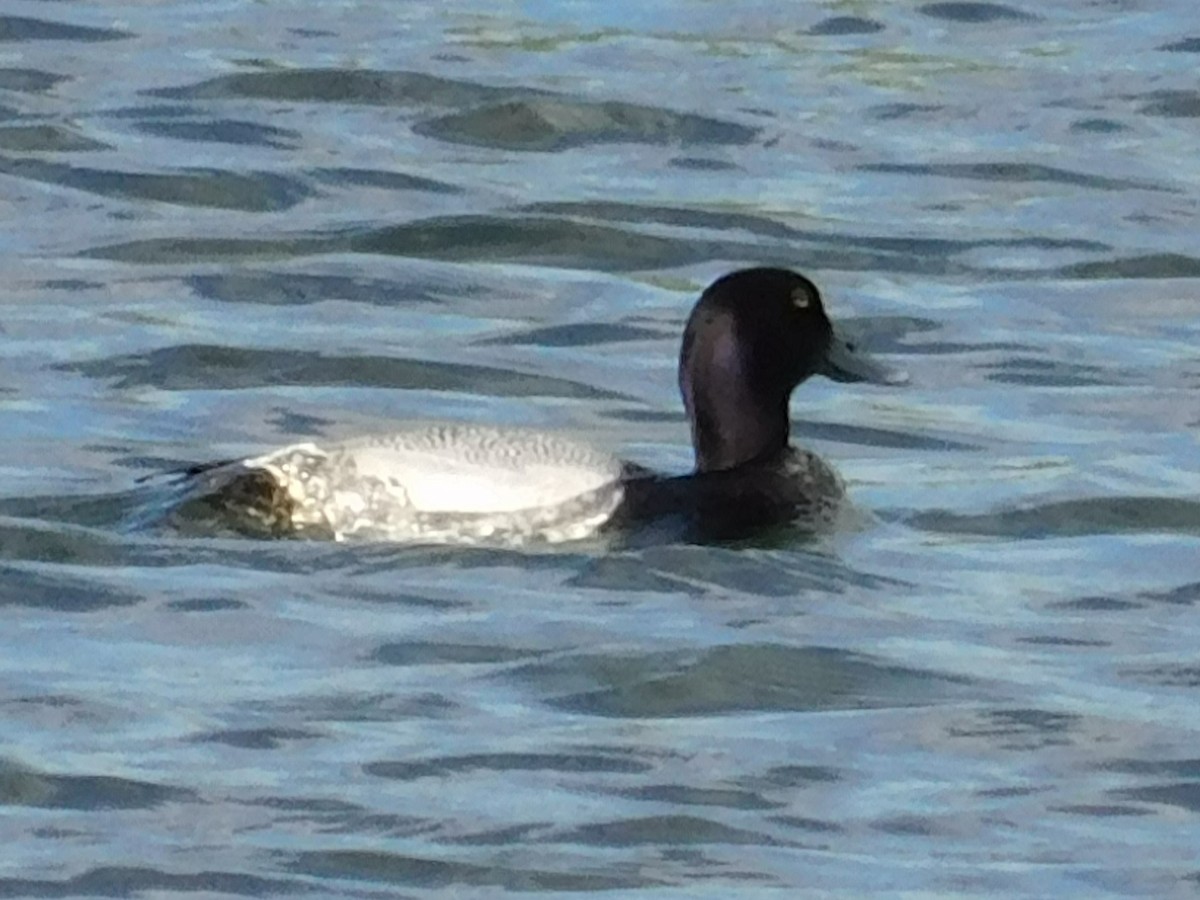 Greater Scaup - ML620093796