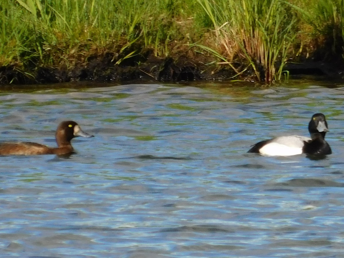 Greater Scaup - ML620093797