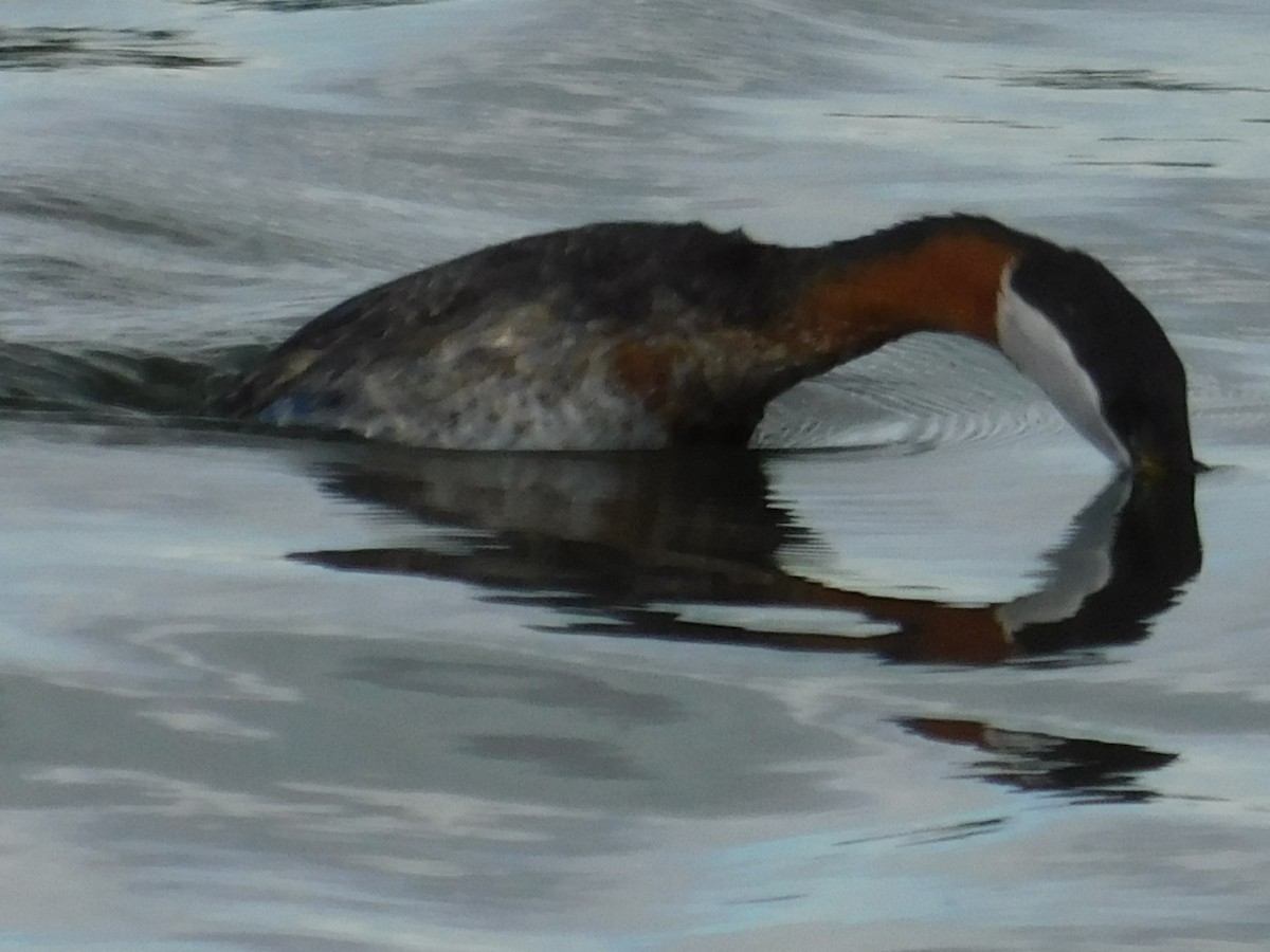 Red-necked Grebe - ML620093803