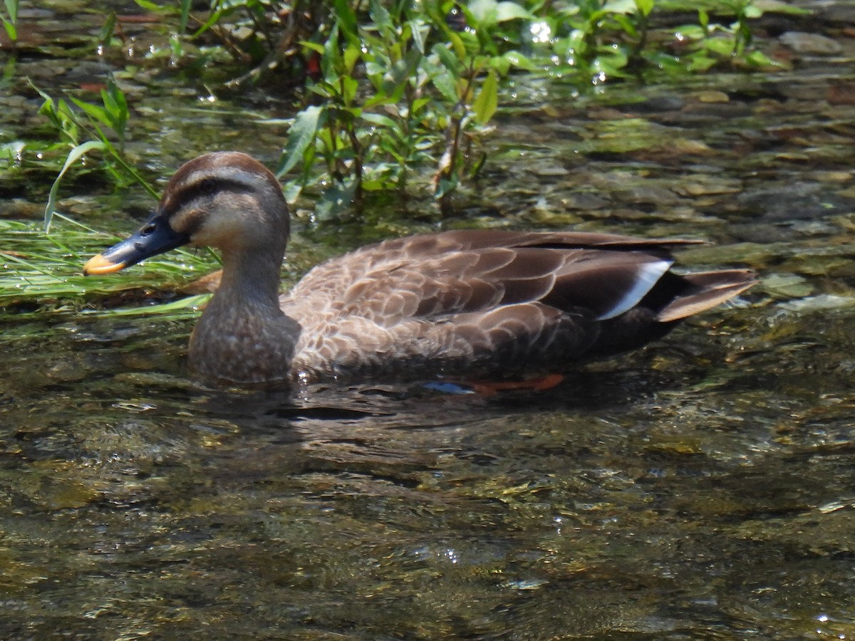 Eastern Spot-billed Duck - ML620093823