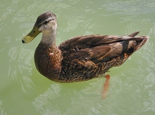 Mexican Duck - ML620093845