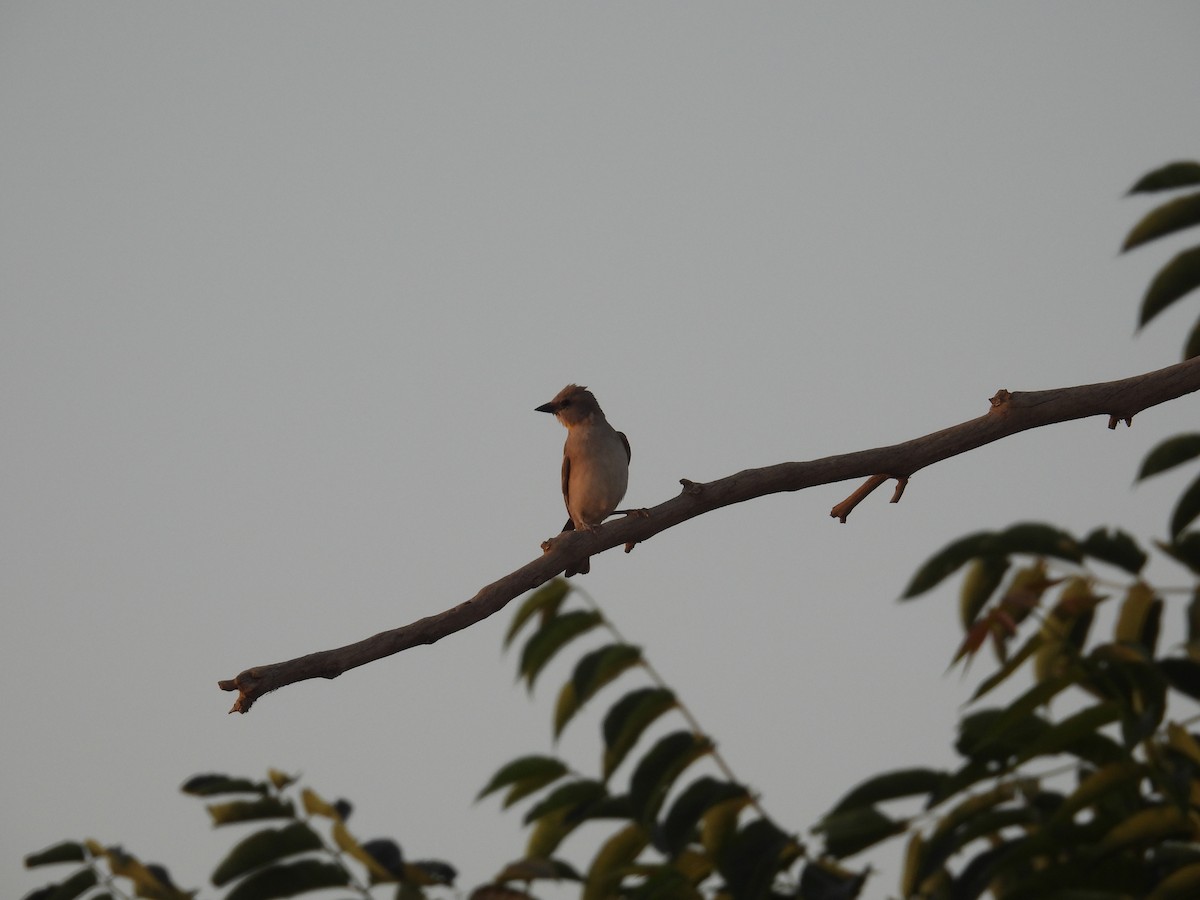 Yellow-throated Sparrow - ML620093854