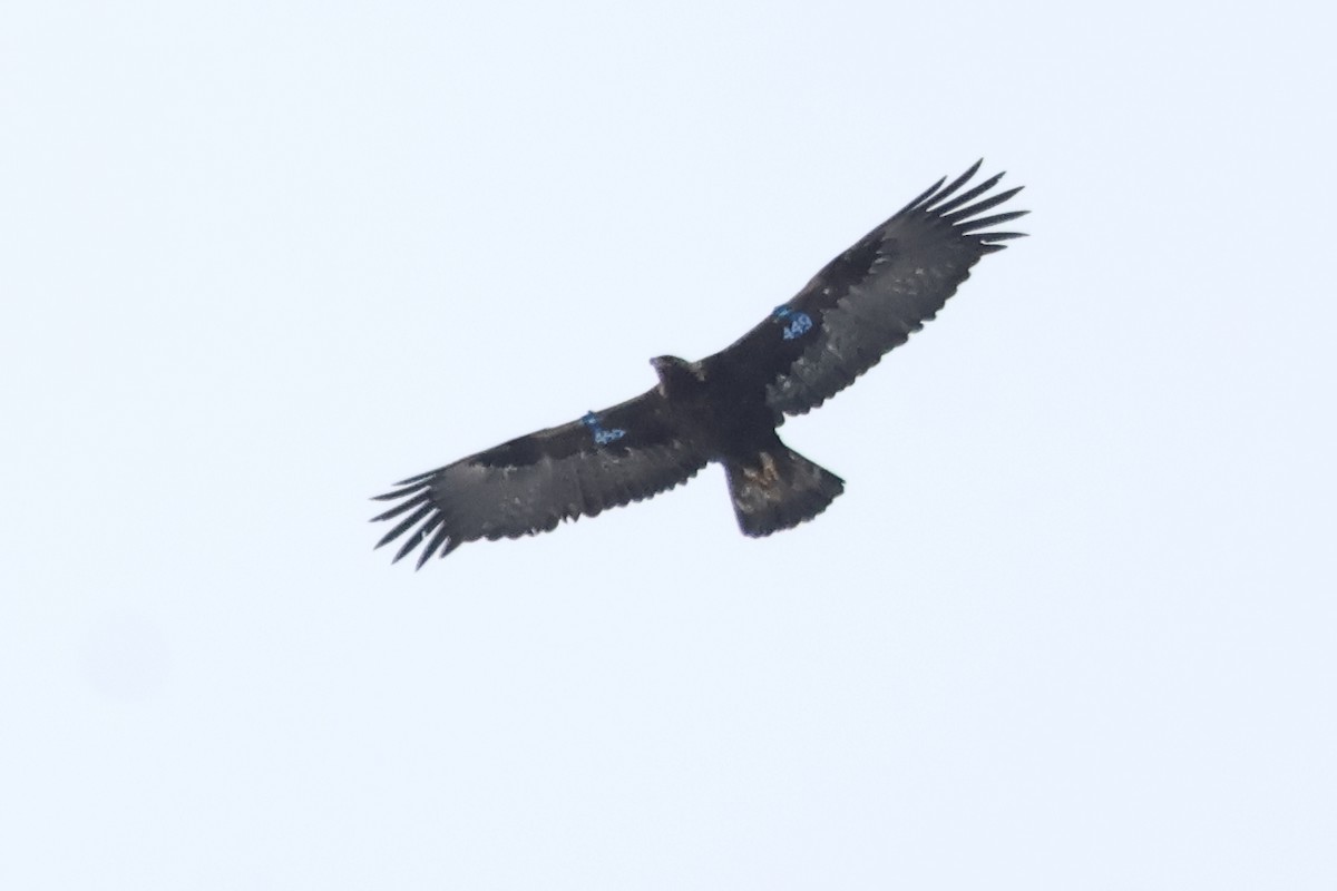 Golden Eagle - ML620093860