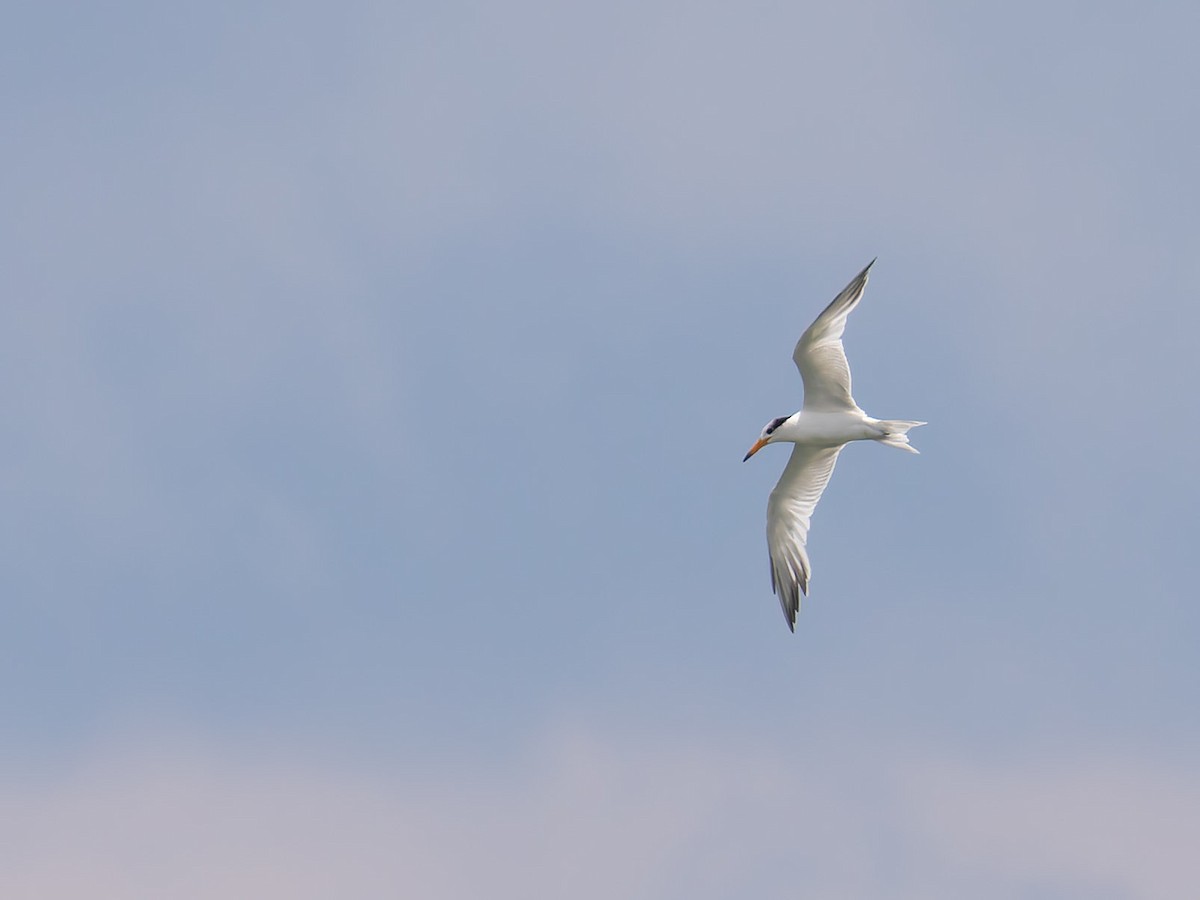 Chinese Crested Tern - ML620093902