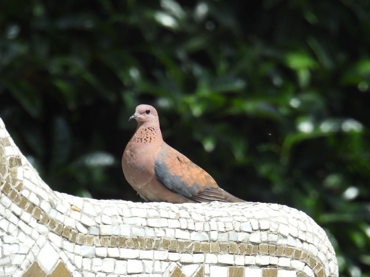 Laughing Dove - ML620093903