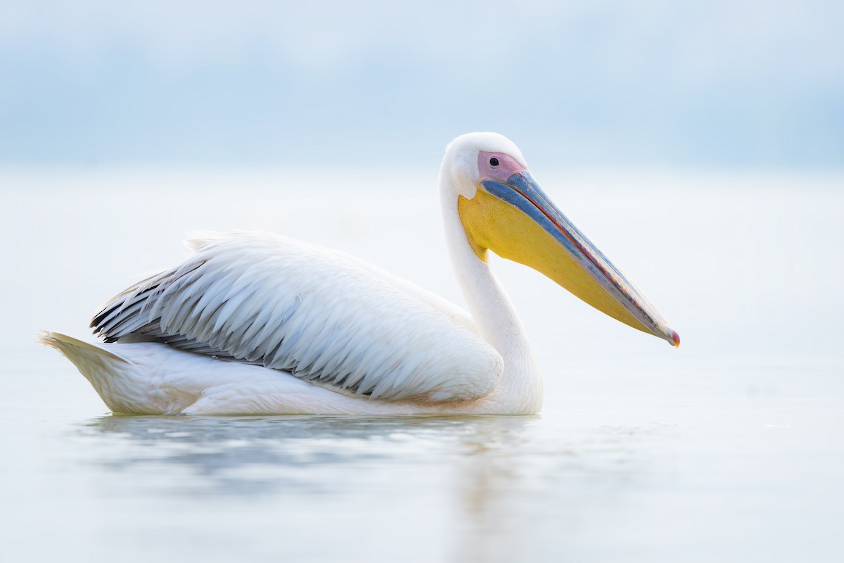 pelikán bílý - ML620093906