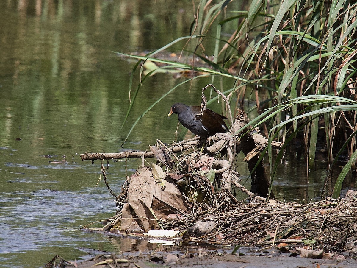 Eurasian Moorhen - ML620093922