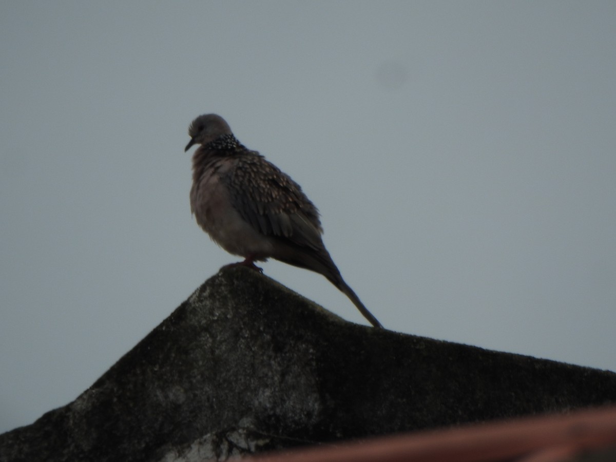 Spotted Dove - ML620093930