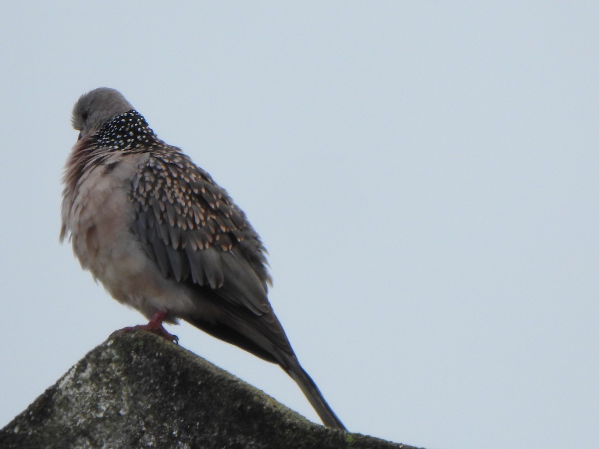 Spotted Dove - ML620093931