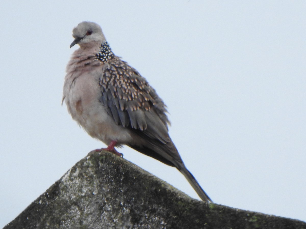 Spotted Dove - ML620093933