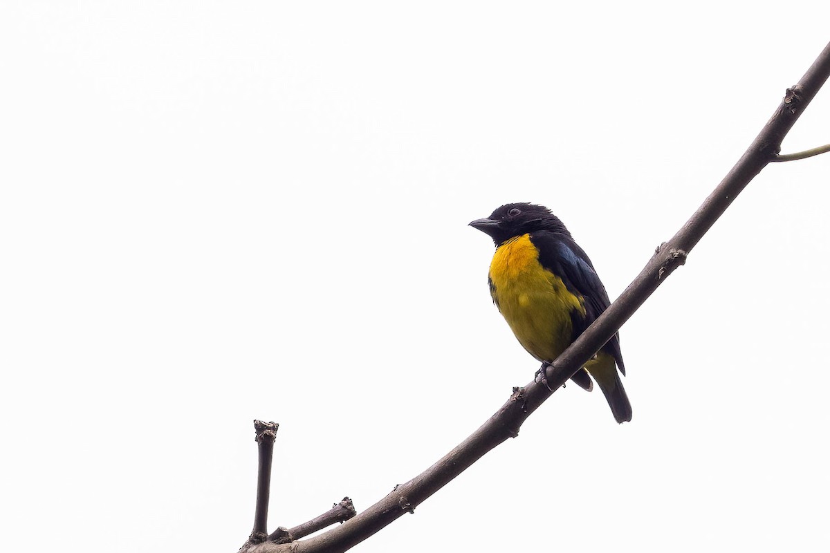 Black-and-gold Tanager - ML620093934