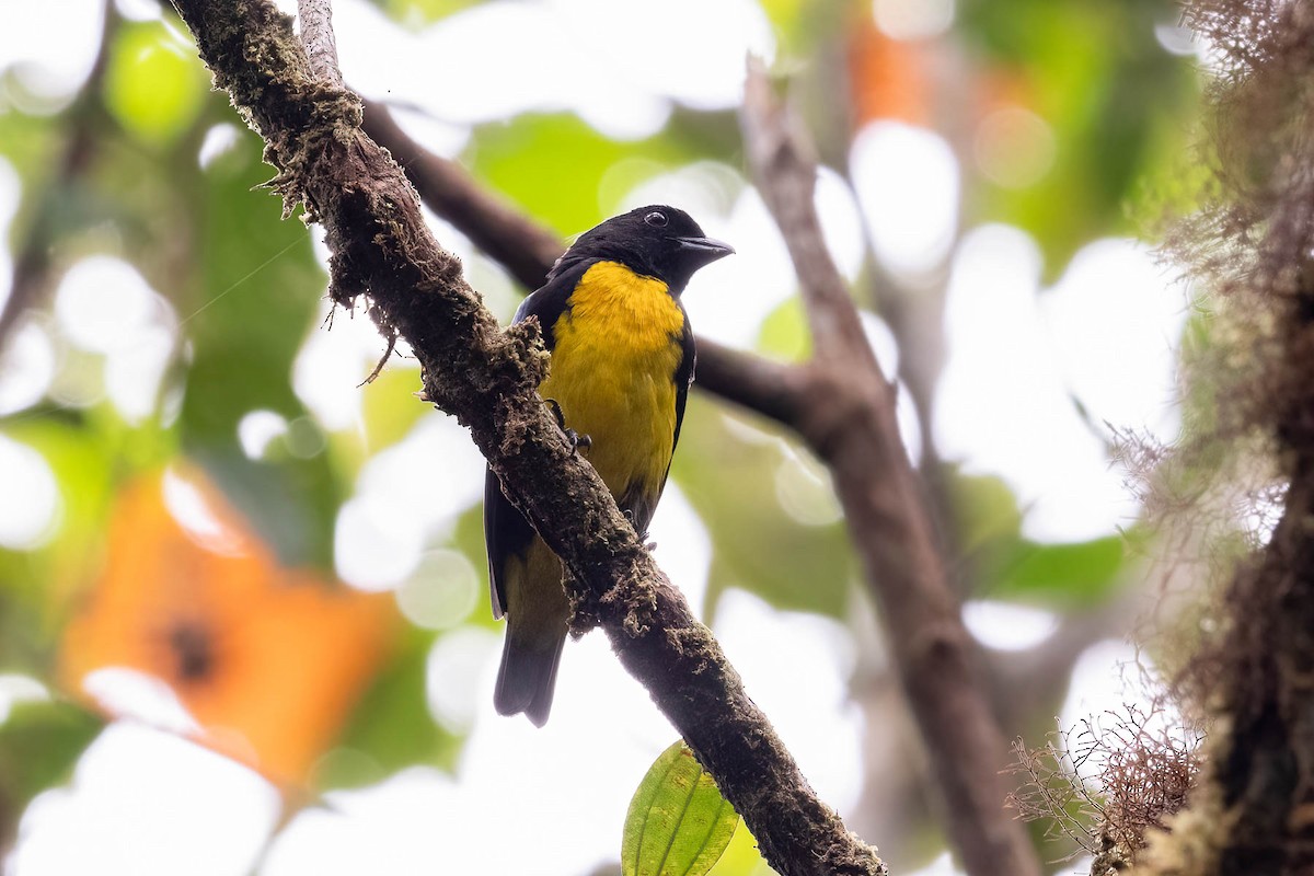 Black-and-gold Tanager - ML620093935