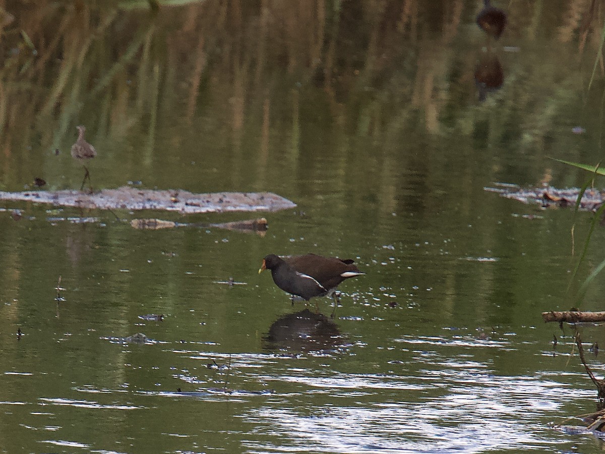 Eurasian Moorhen - ML620093937