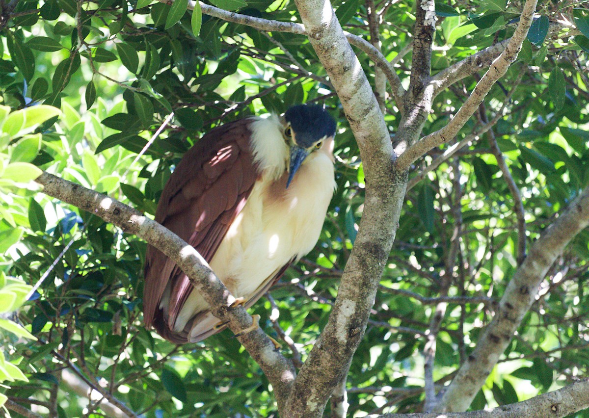 Nankeen Night Heron - ML620093940