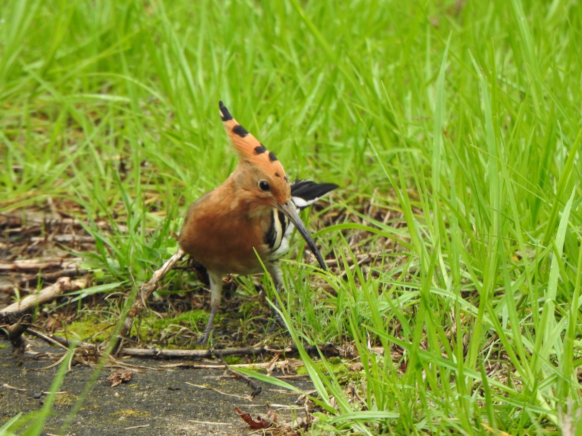 Eurasian Hoopoe - ML620093943