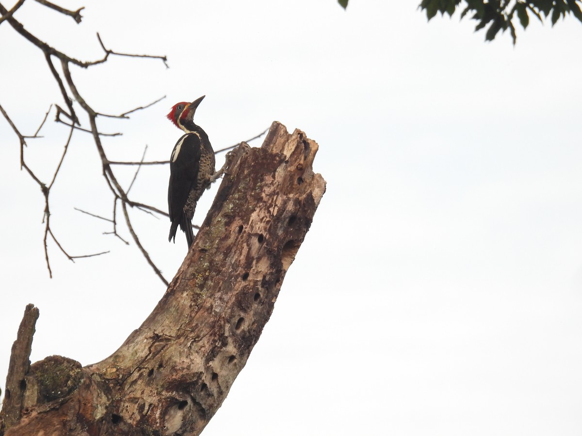 Lineated Woodpecker - ML620093949
