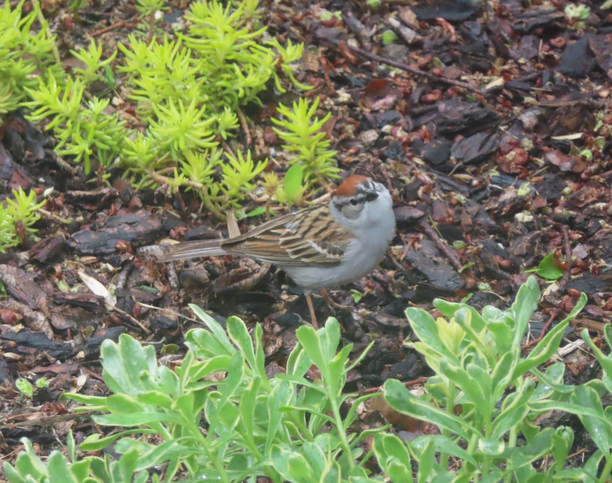 Chipping Sparrow - ML620093952