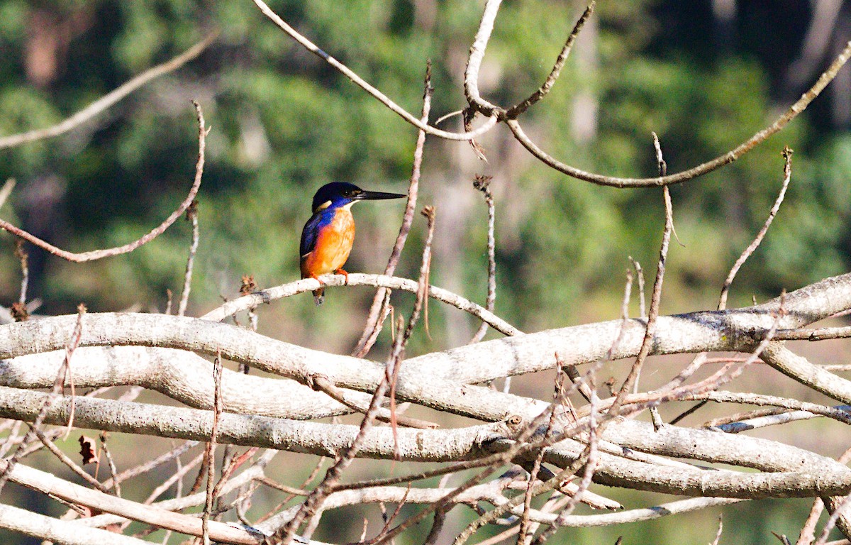 Azure Kingfisher - ML620093955