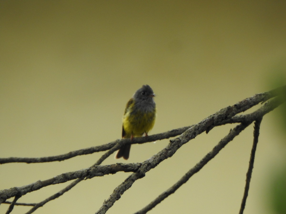 Gray-headed Canary-Flycatcher - ML620093958