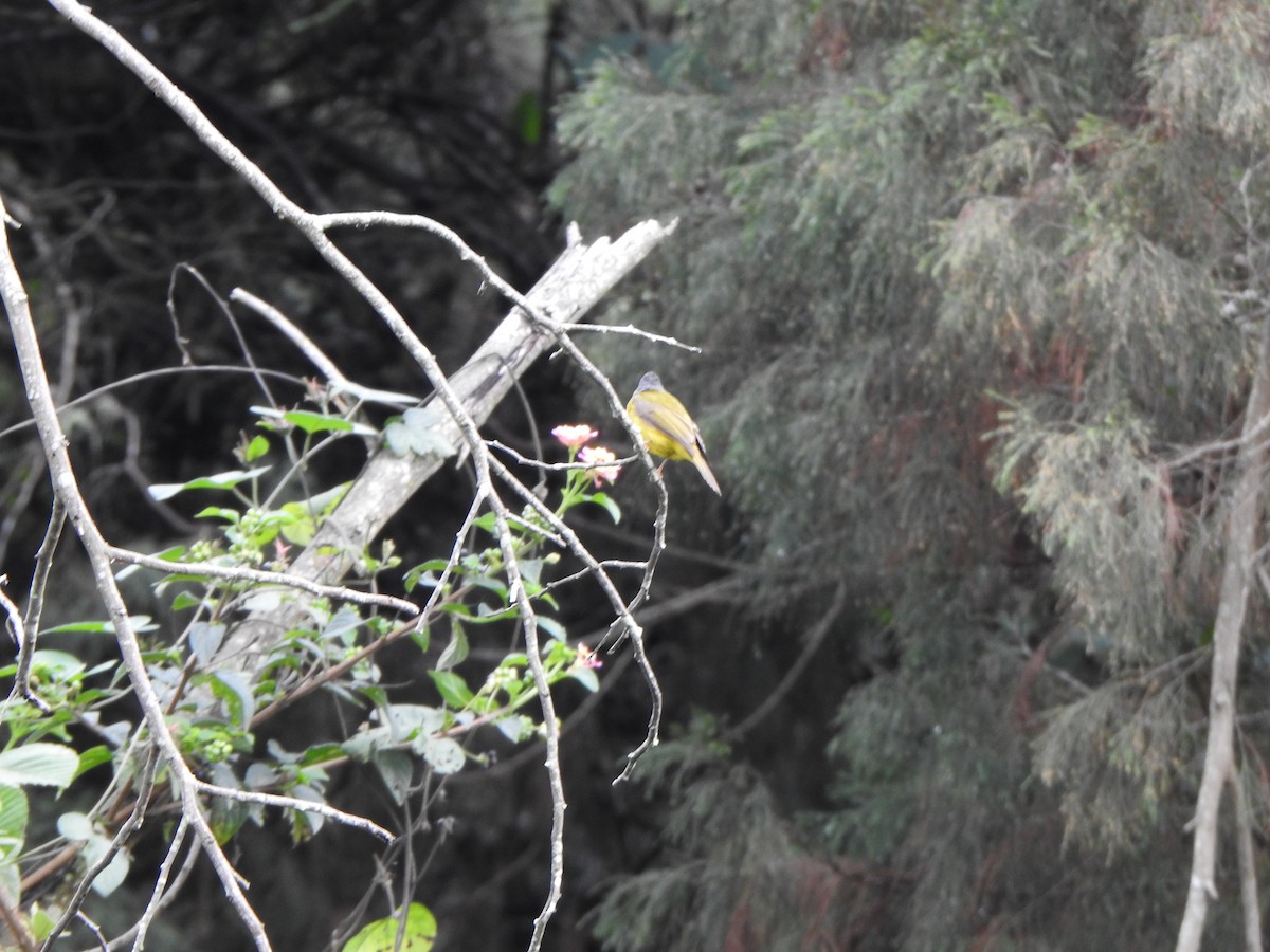 Gray-headed Canary-Flycatcher - ML620093961