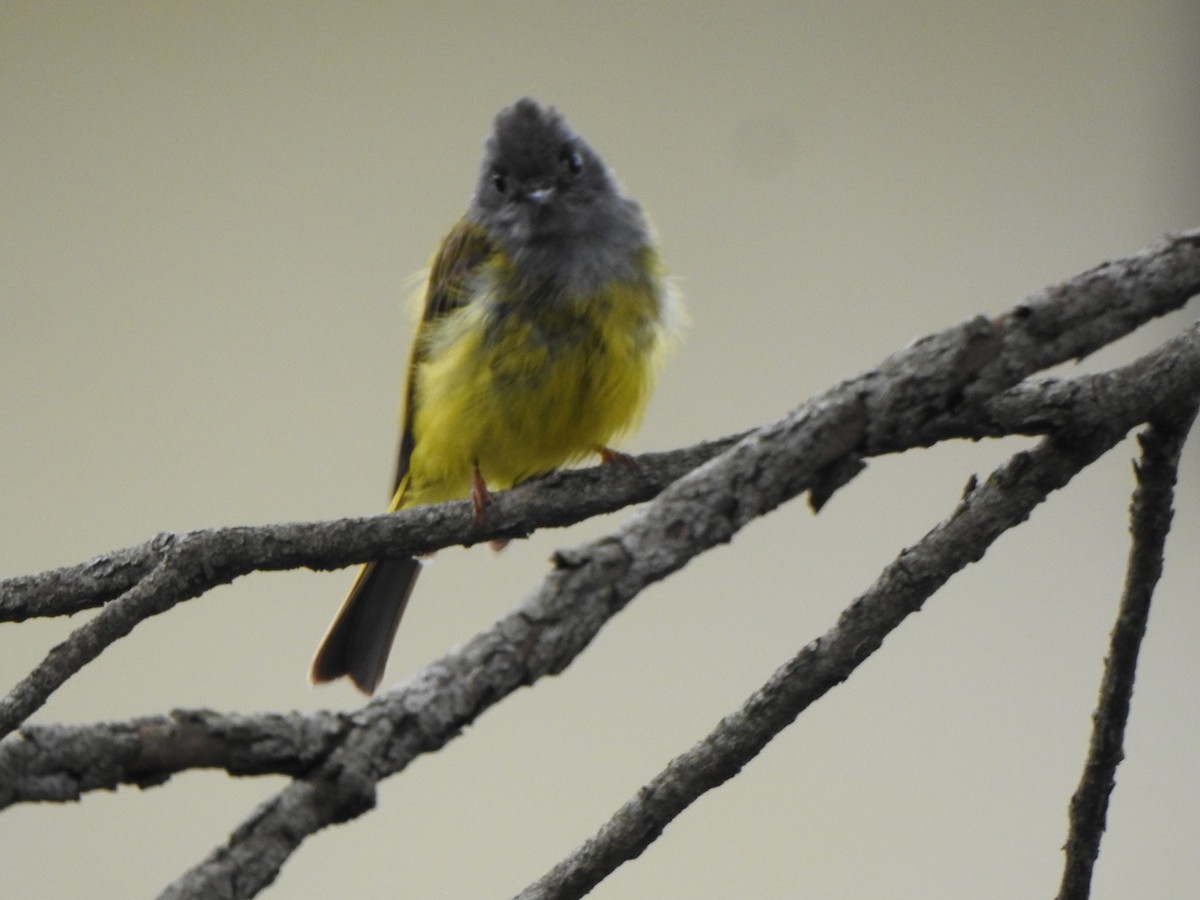 Gray-headed Canary-Flycatcher - ML620093967